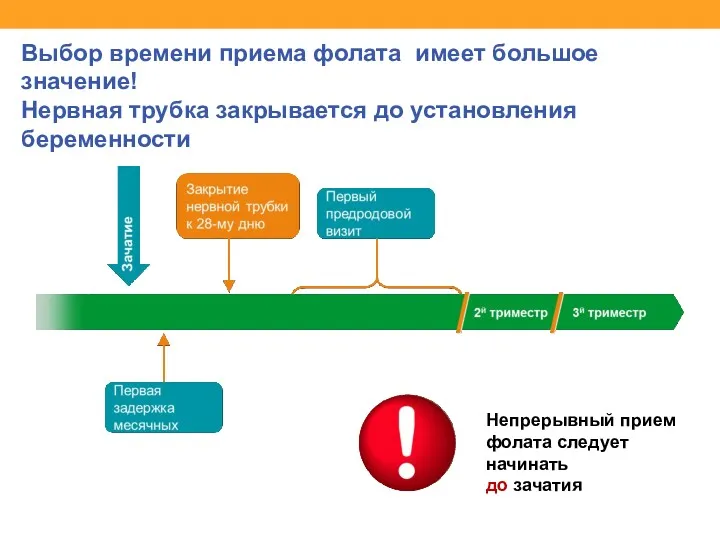 Выбор времени приема фолата имеет большое значение! Нервная трубка закрывается