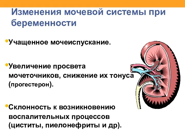 Изменения мочевой системы при беременности Учащенное мочеиспускание. Увеличение просвета мочеточников,