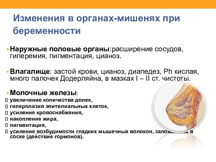 Изменения в органах-мишенях при беременности Наружные половые органы:расширение сосудов, гиперемия,