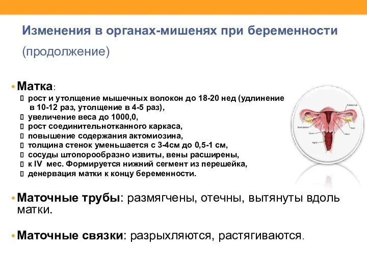 Изменения в органах-мишенях при беременности (продолжение) Матка: рост и утолщение