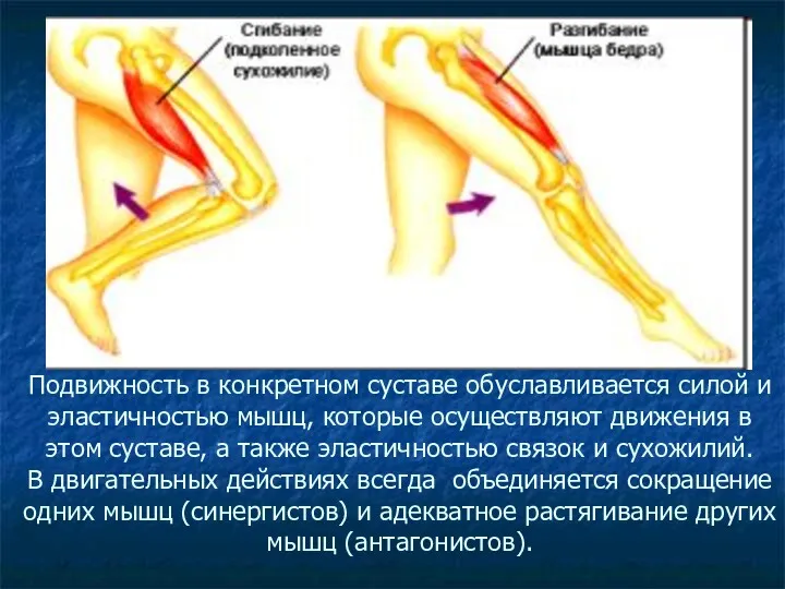 Подвижность в конкретном суставе обуславливается силой и эластичностью мышц, которые