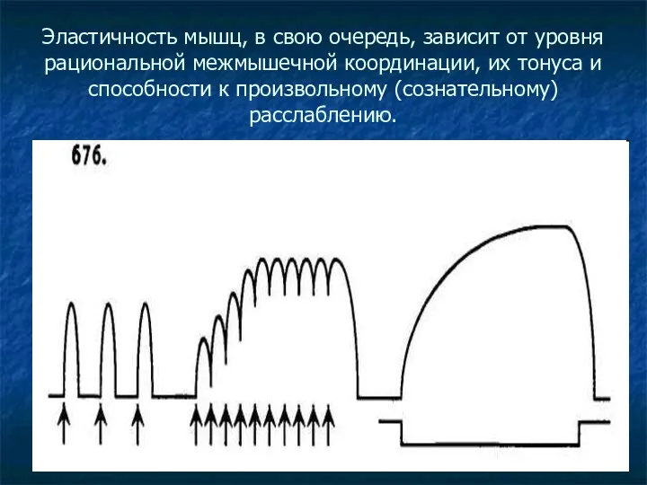 Эластичность мышц, в свою очередь, зависит от уровня рациональной межмышечной