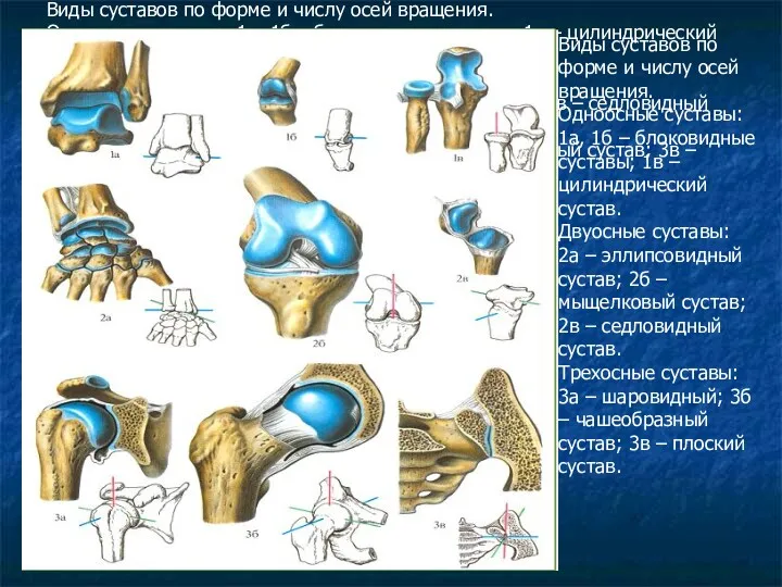 Виды суставов по форме и числу осей вращения. Одноосные суставы:
