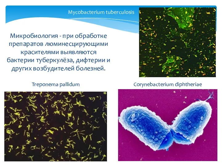 Микробиология - при обработке препаратов люминесцирующими красителями выявляются бактерии туберкулёза,