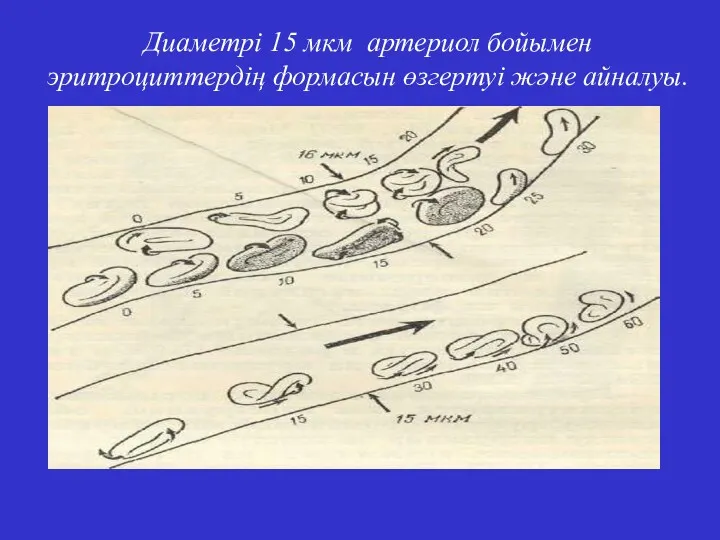 Диаметрі 15 мкм артериол бойымен эритроциттердің формасын өзгертуі және айналуы.