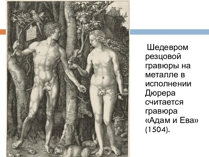 Шедевром резцовой гравюры на металле в исполнении Дюрера считается гравюра «Адам и Ева» (1504).