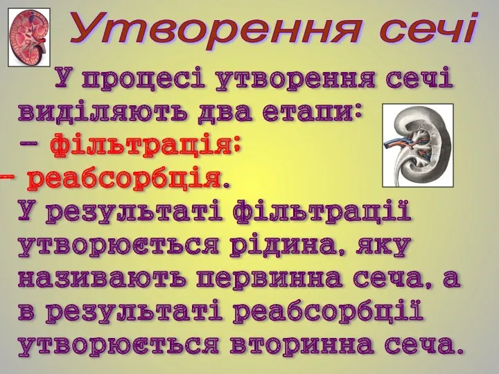 У процесі утворення сечі виділяють два етапи: - фільтрація; реабсорбція.