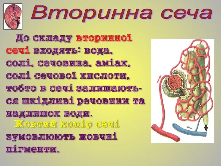 До складу вторинної сечі входять: вода, солі, сечовина, аміак, солі