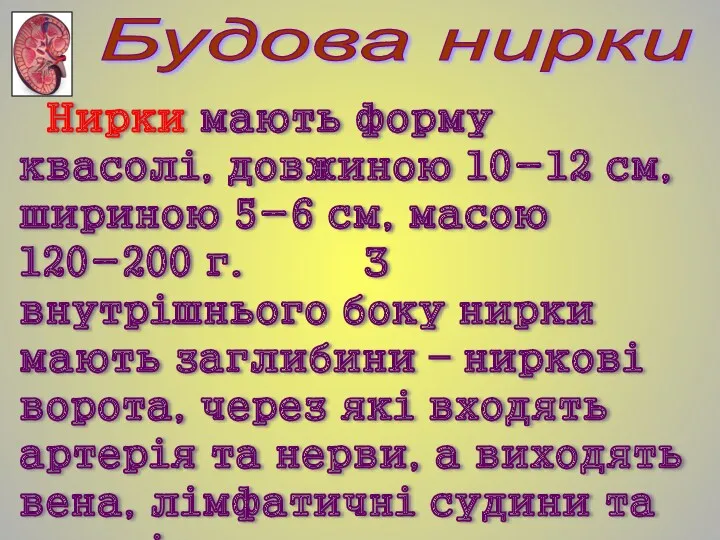 Нирки мають форму квасолі, довжиною 10-12 см, шириною 5-6 см,