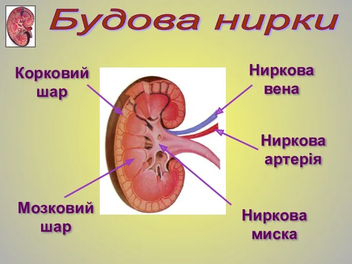 Корковий шар Мозковий шар Ниркова миска Ниркова артерія Ниркова вена Будова нирки