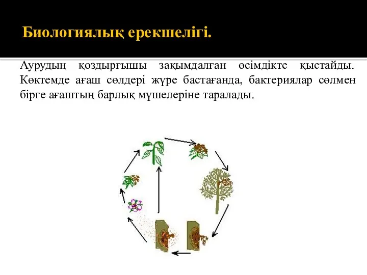 Биологиялық ерекшелігі. ық ерекшелігі. Аурудың қоздырғышы зақымдалған өсімдікте қыстайды. Көктемде