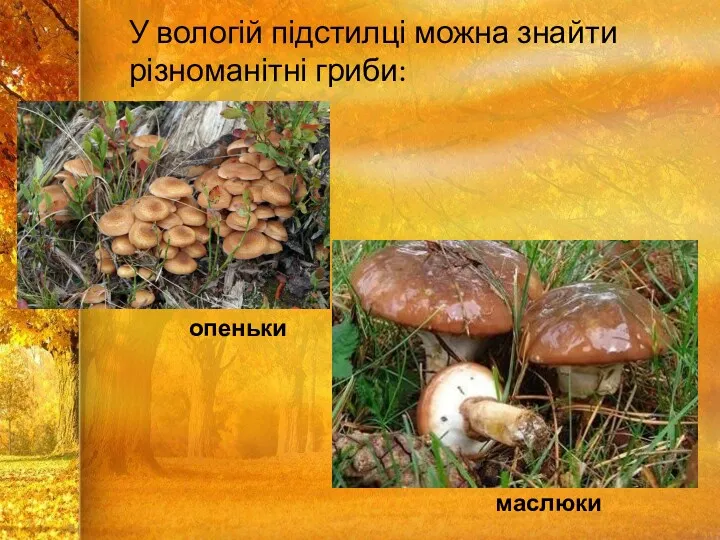 У вологій підстилці можна знайти різноманітні гриби: опеньки маслюки