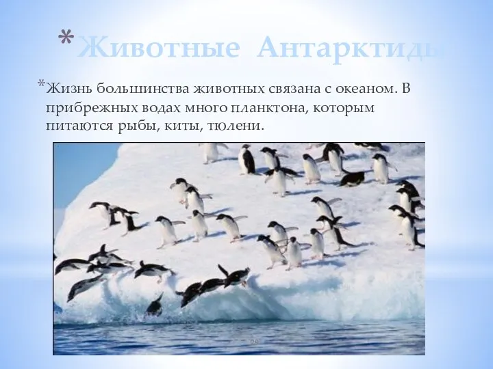 Животные Антарктиды Жизнь большинства животных связана с океаном. В прибрежных