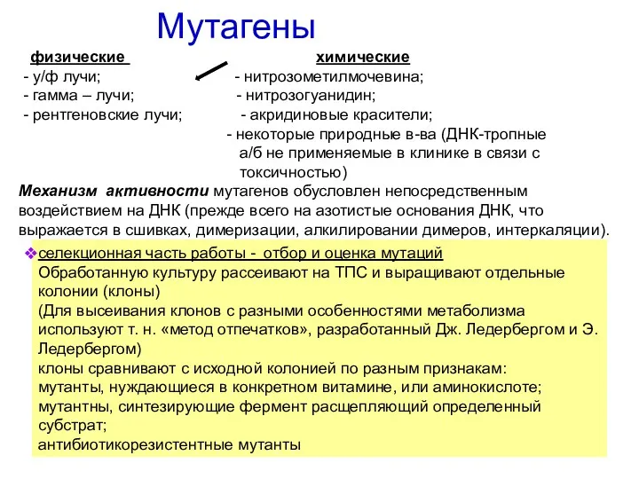 Мутагены физические химические - у/ф лучи; - нитрозометилмочевина; - гамма – лучи; -