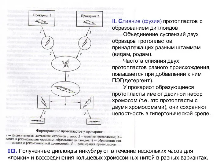 II. Слияние (фузия) протопластов с образованием диплоидов. Объединение суспензий двух образцов протопластов, принадлежащих