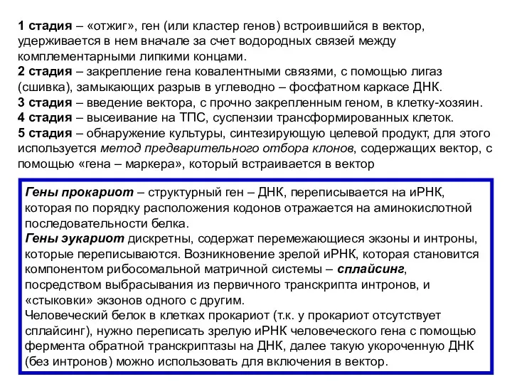 1 стадия – «отжиг», ген (или кластер генов) встроившийся в вектор, удерживается в