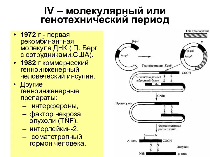 IV – молекулярный или генотехнический период 1972 г - первая рекомбинантная молекула ДНК