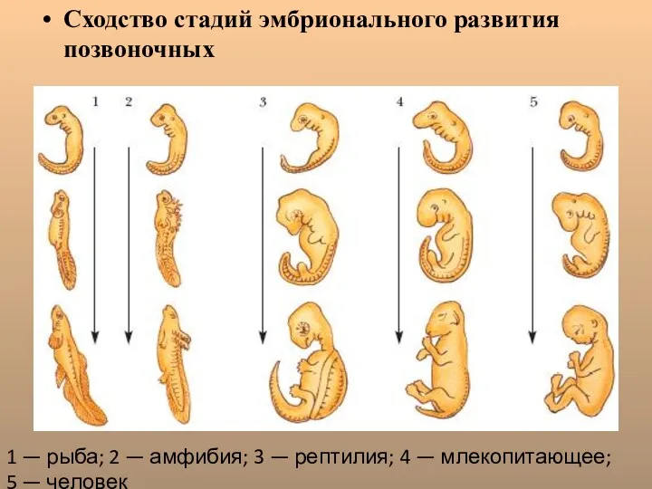 Сходство стадий эмбрионального развития позвоночных 1 — рыба; 2 —
