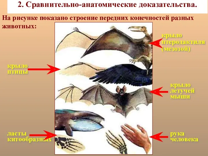 2. 2. Сравнительно-анатомические доказательства. крыло птеродактиля (мезозой) крыло птицы крыло