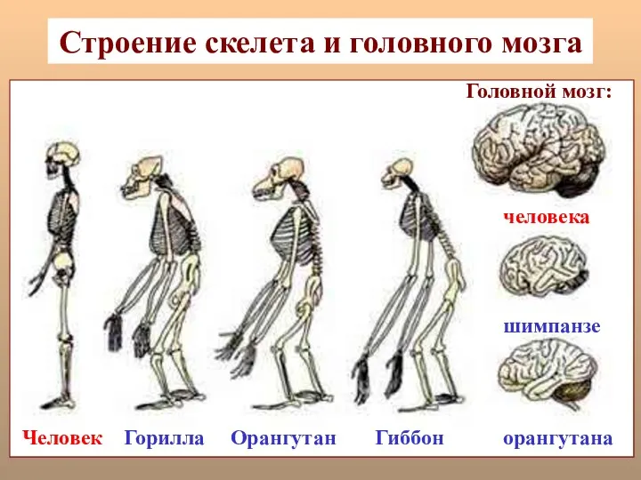 Строение скелета и головного мозга Человек Горилла Орангутан Гиббон Головной мозг: человека шимпанзе орангутана