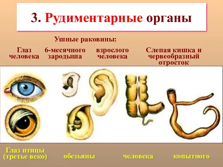 3. Рудиментарные органы Глаз человека Глаз птицы (третье веко) Ушные