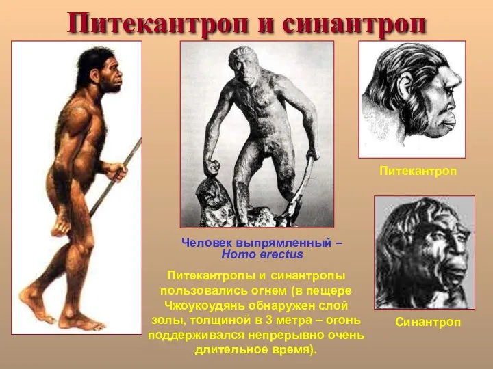 Питекантроп и синантроп Человек выпрямленный – Homo erectus Питекантроп Синантроп