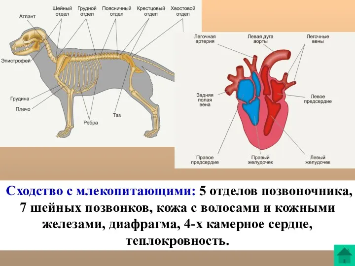 Сходство с млекопитающими: 5 отделов позвоночника, 7 шейных позвонков, кожа