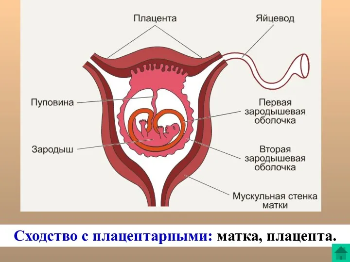 Сходство с плацентарными: матка, плацента.