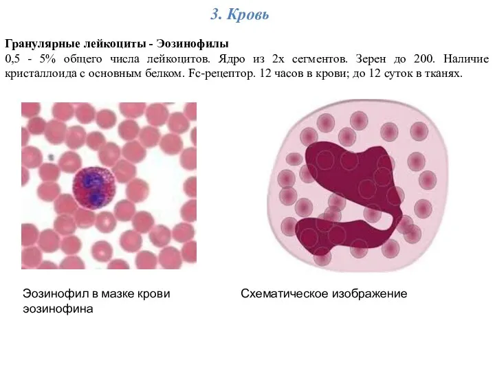 3. Кровь Гранулярные лейкоциты - Эозинофилы 0,5 - 5% общего