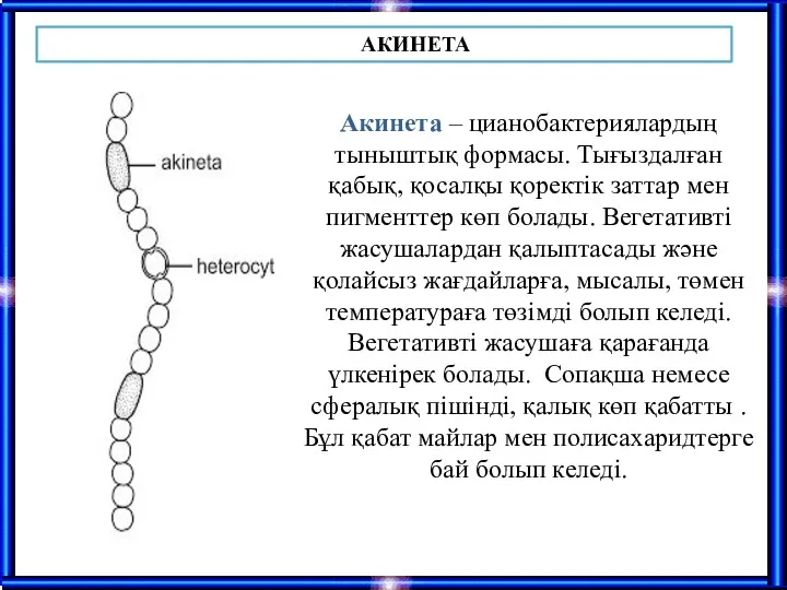 Акинета – цианобактериялардың тыныштық формасы. Тығыздалған қабық, қосалқы қоректік заттар