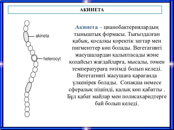 Акинета – цианобактериялардың тыныштық формасы. Тығыздалған қабық, қосалқы қоректік заттар мен пигменттер көп