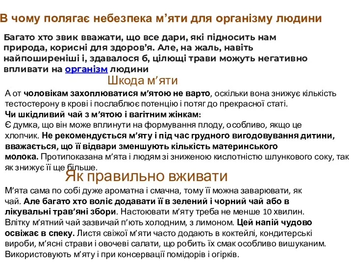 В чому полягає небезпека м’яти для організму людини Багато хто