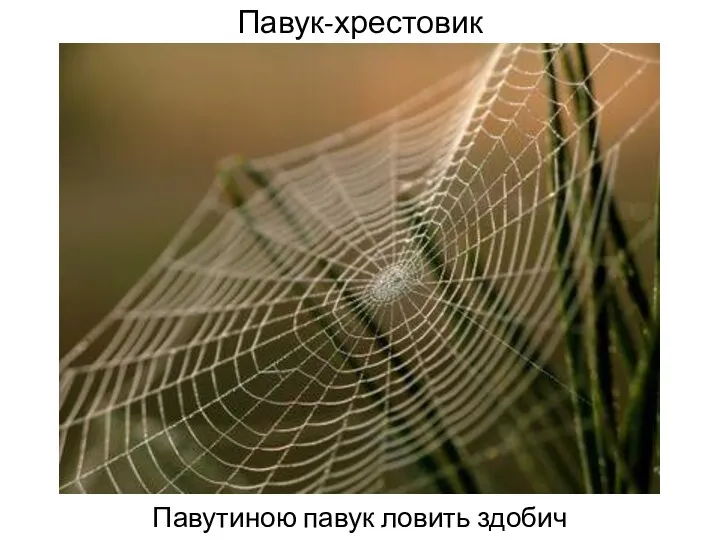 Павук-хрестовик Павутиною павук ловить здобич
