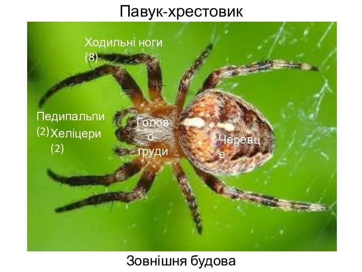 Павук-хрестовик Зовнішня будова Голово- груди Черевце Хеліцери (2) Педипальпи (2) Ходильні ноги (8)