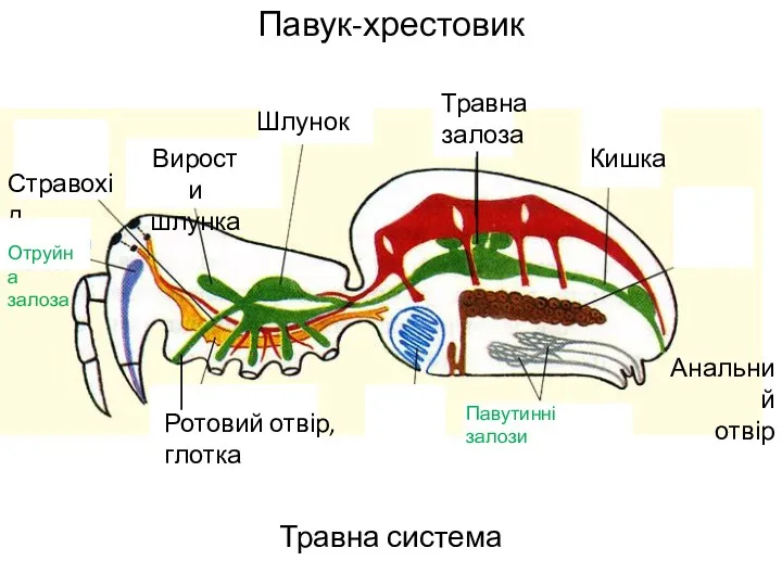 Павук-хрестовик Травна система м м Шлунок м Вирости шлунка Стравохід