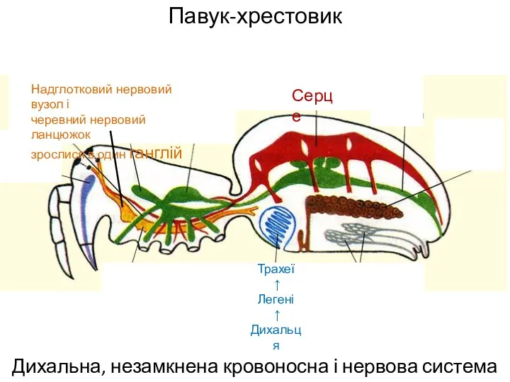 Павук-хрестовик Дихальна, незамкнена кровоносна і нервова система м Трахеї ↑