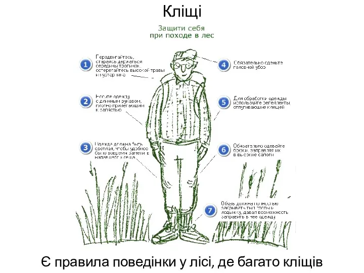 Кліщі Є правила поведінки у лісі, де багато кліщів