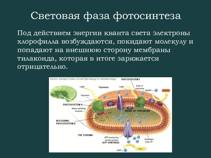 Световая фаза фотосинтеза Под действием энергии кванта света электроны хлорофилла