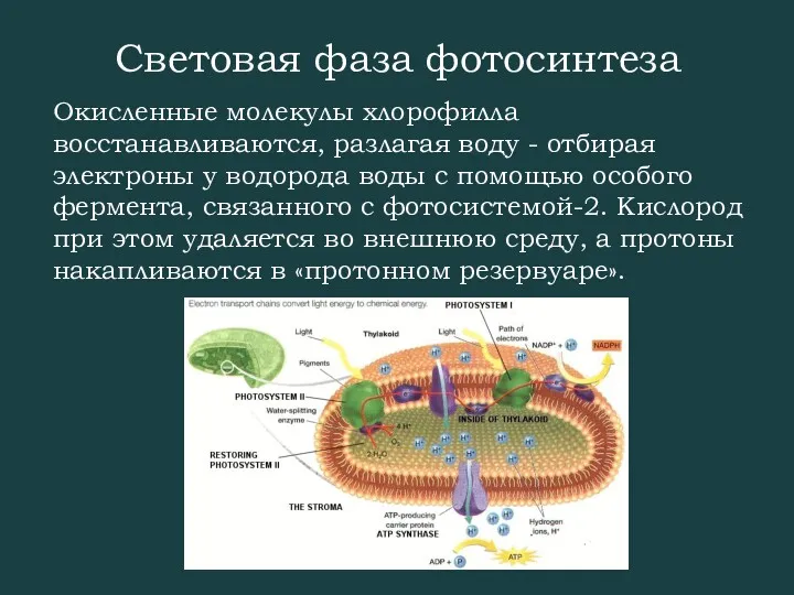Световая фаза фотосинтеза Окисленные молекулы хлорофилла восстанавливаются, разлагая воду -