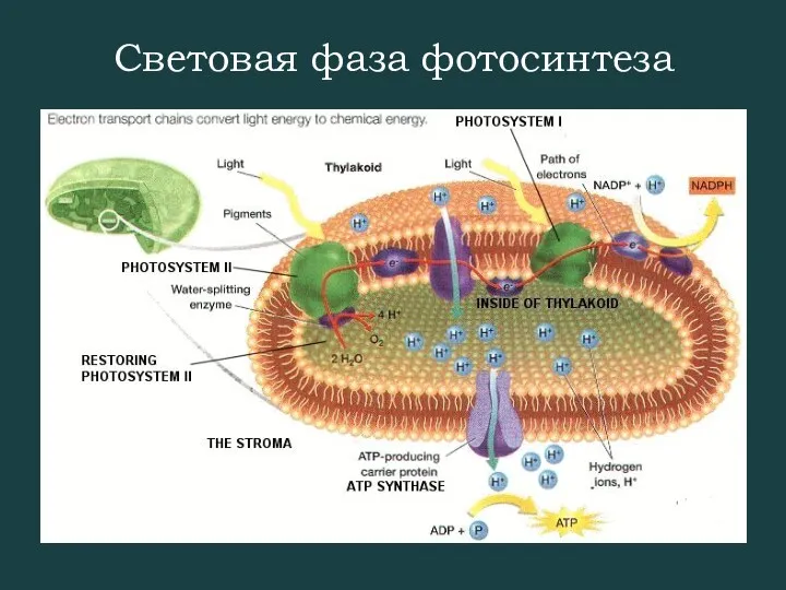 Световая фаза фотосинтеза