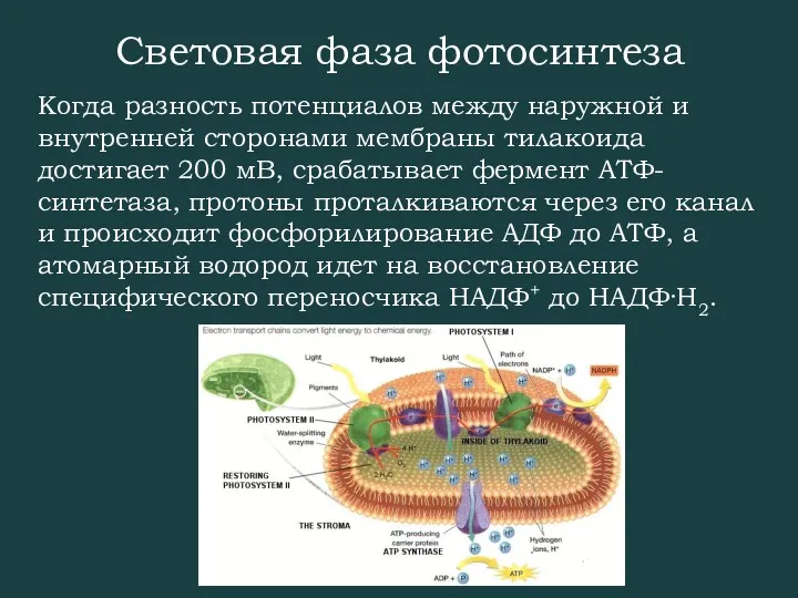 Световая фаза фотосинтеза Когда разность потенциалов между наружной и внутренней