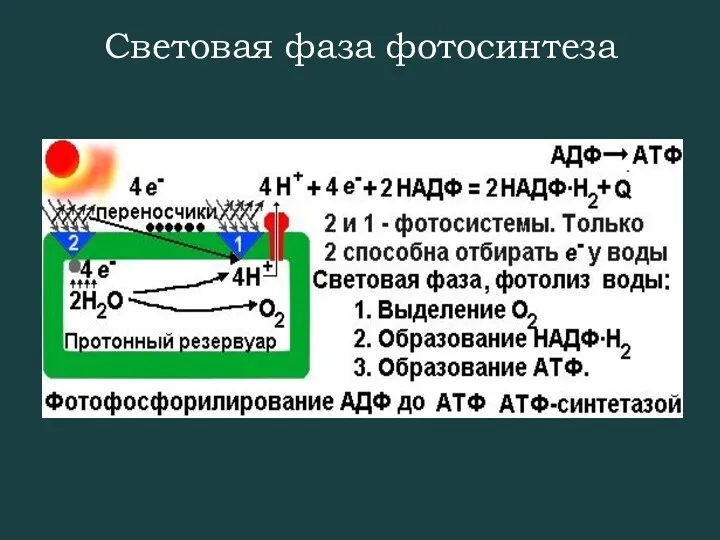 Световая фаза фотосинтеза