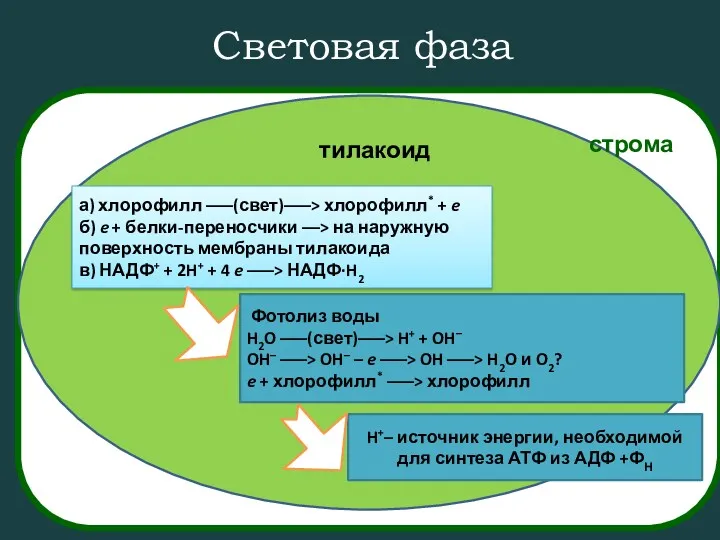 Световая фаза а) хлорофилл –––(свет)–––> хлорофилл* + e б) e