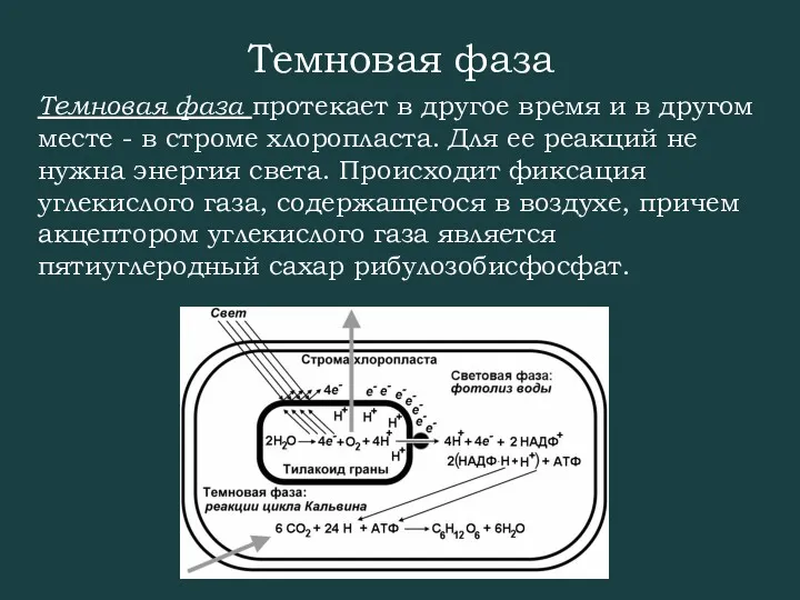 Темновая фаза Темновая фаза протекает в другое время и в