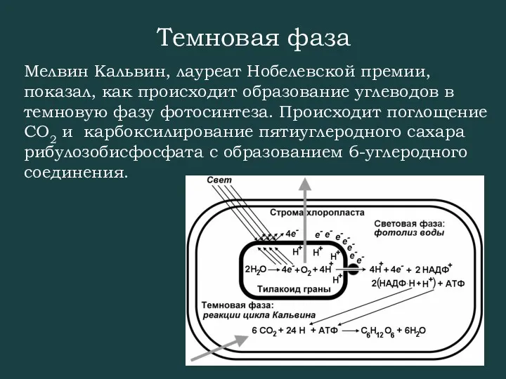 Темновая фаза Мелвин Кальвин, лауреат Нобелевской премии, показал, как происходит