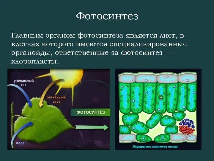 Главным органом фотосинтеза является лист, в клетках которого имеются специализированные