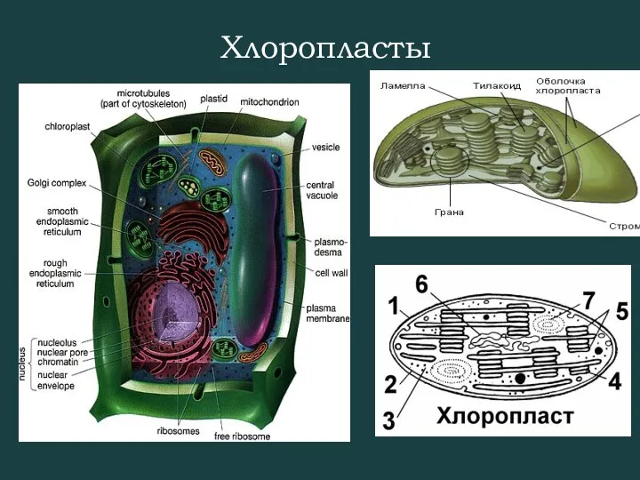 Хлоропласты