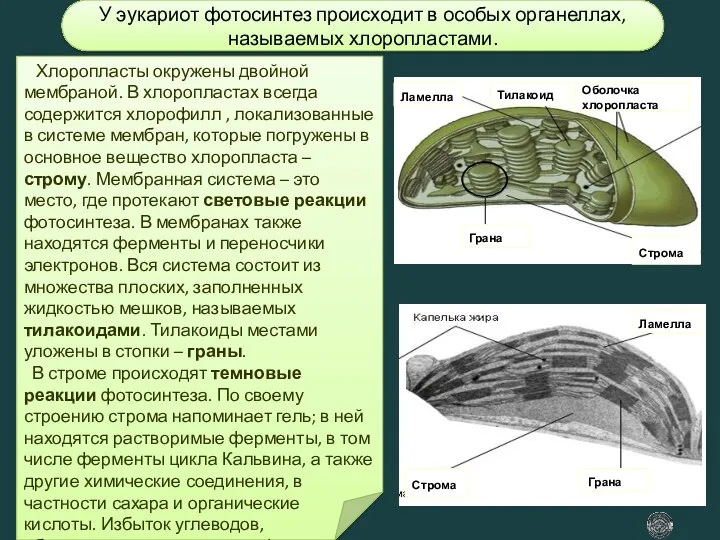 Строма Строма Грана Грана Тилакоид Ламелла Ламелла Оболочка хлоропласта У