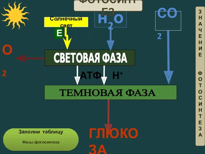 Солнечный свет Е н2о АТФ Н+ СВЕТОВАЯ ФАЗА ТЕМНОВАЯ ФАЗА