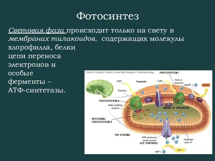 Световая фаза происходит только на свету в мембранах тилакоидов, содержащих